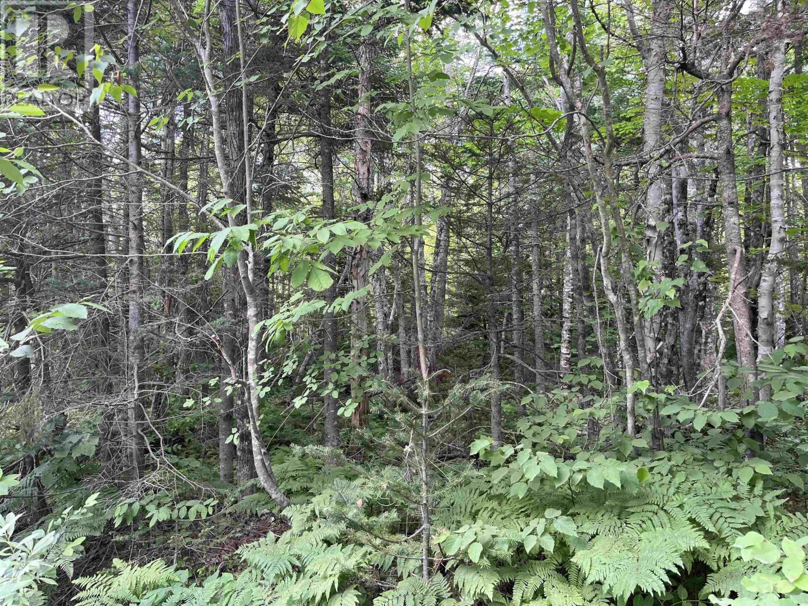 5 Lot 5 Butler Road Road, forest home, Nova Scotia