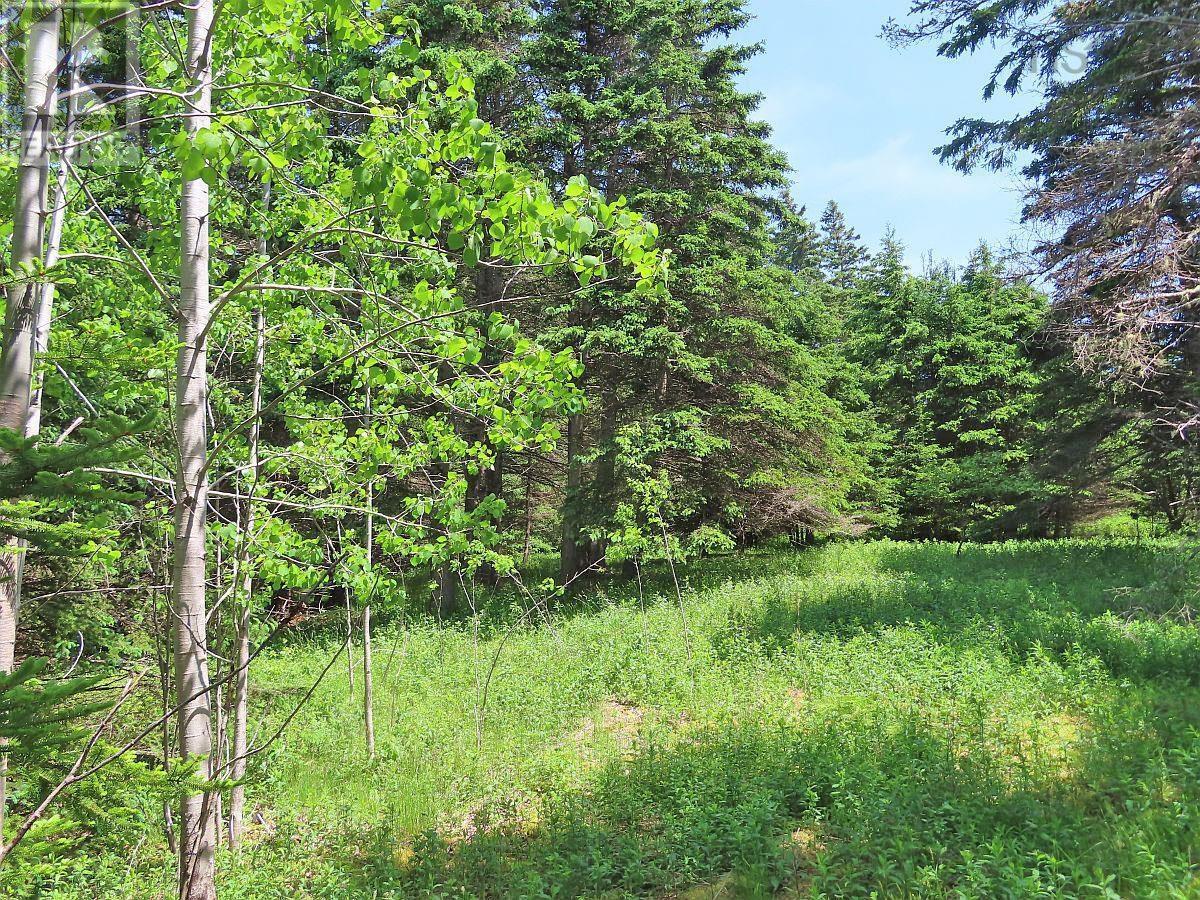 9.9 Acres Grand Greve Road, Grande Greve, Nova Scotia  B0E 3B0 - Photo 18 - 202312289