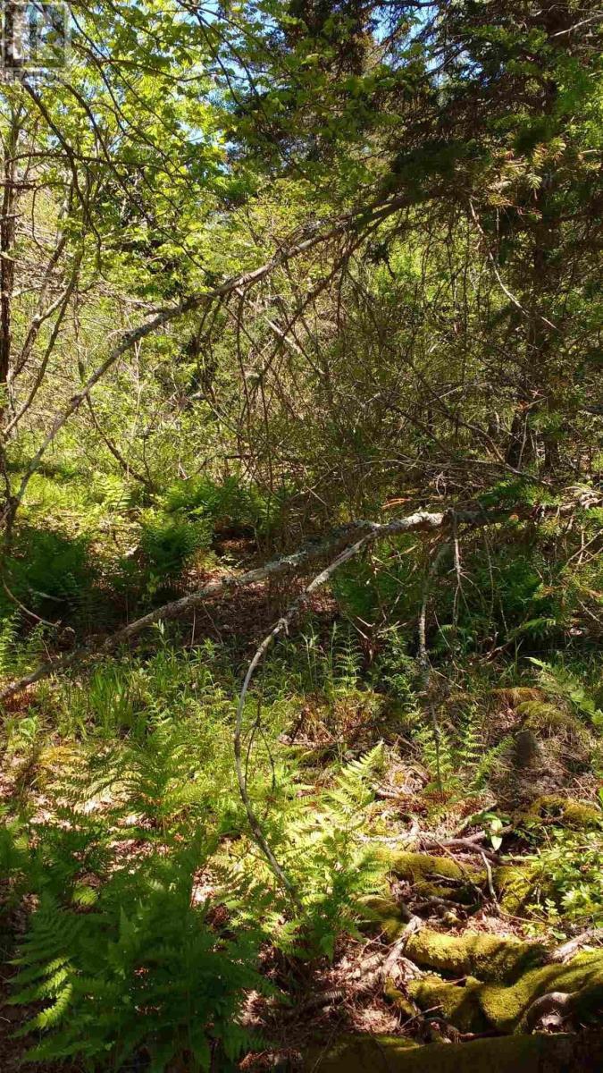 Lots Lake George Road, South Ohio, Nova Scotia  B5A 5M9 - Photo 23 - 202400253