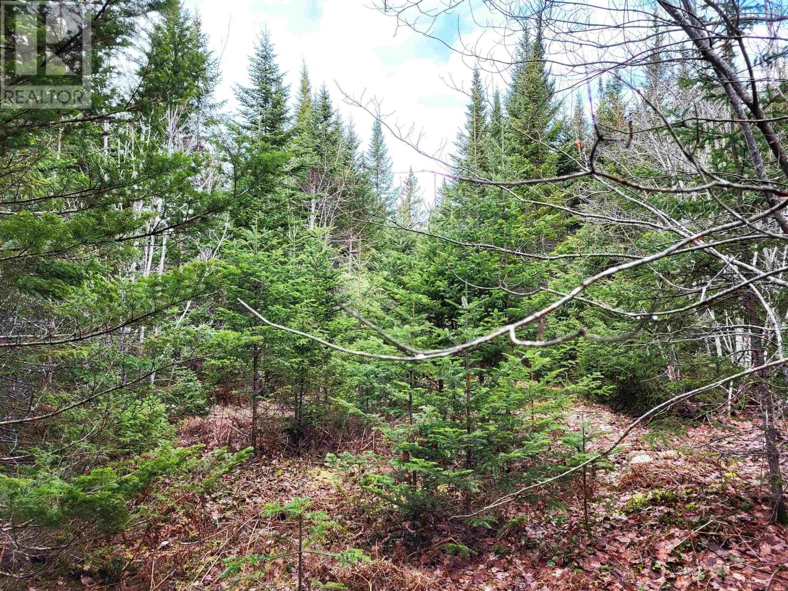 Lot Silver Road, Nineveh, Nova Scotia  B0R 1E0 - Photo 11 - 202402328