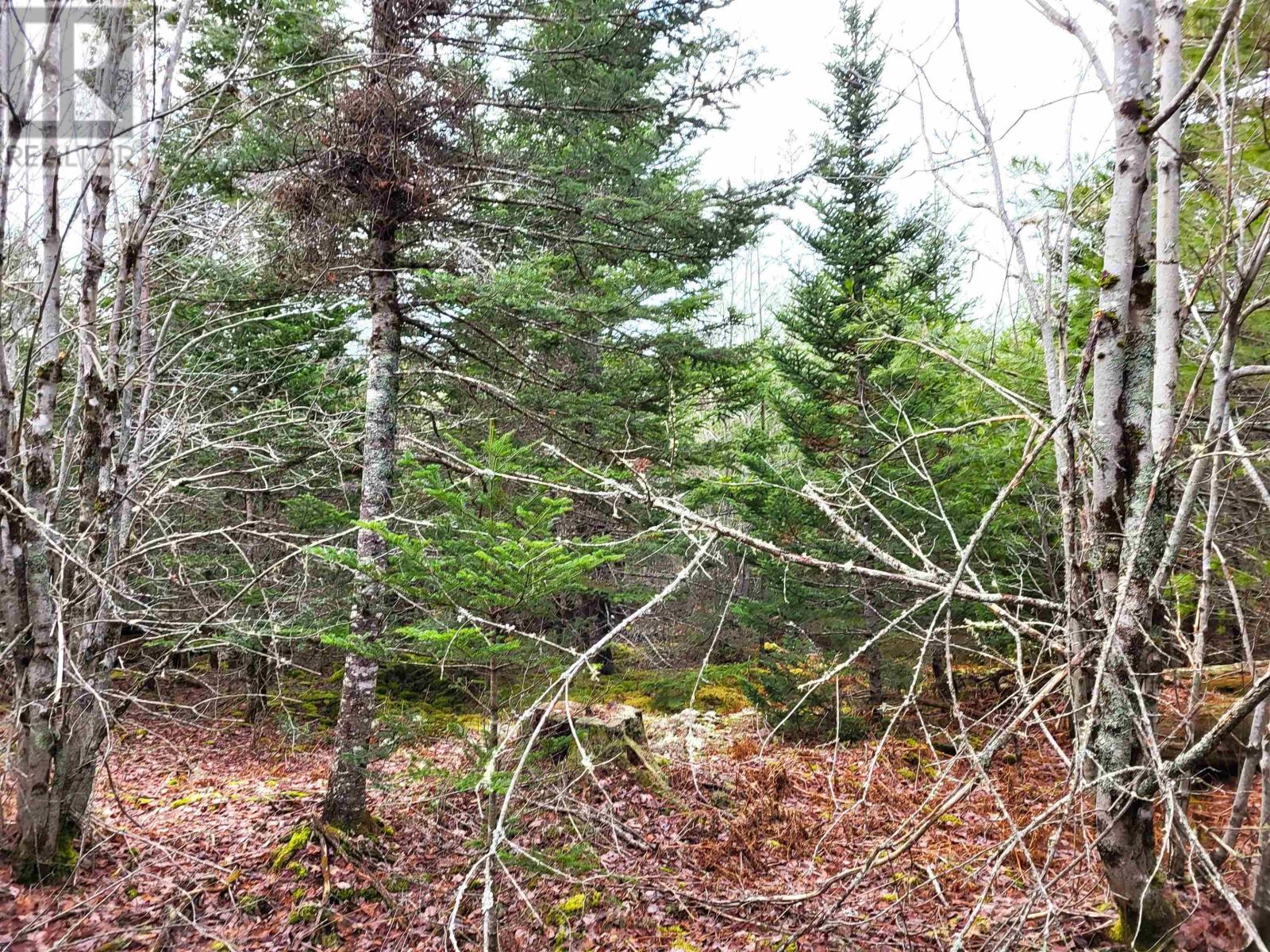 Lot Silver Road, Nineveh, Nova Scotia  B0R 1E0 - Photo 28 - 202402328