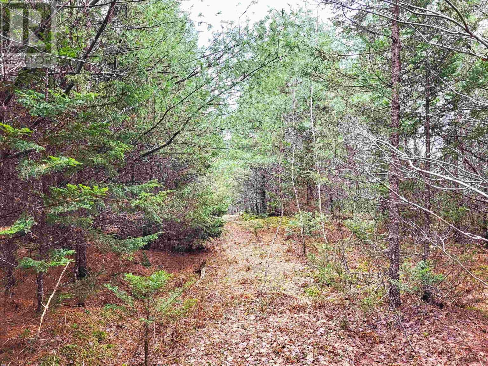 Lot Silver Road, Nineveh, Nova Scotia  B0R 1E0 - Photo 29 - 202402328