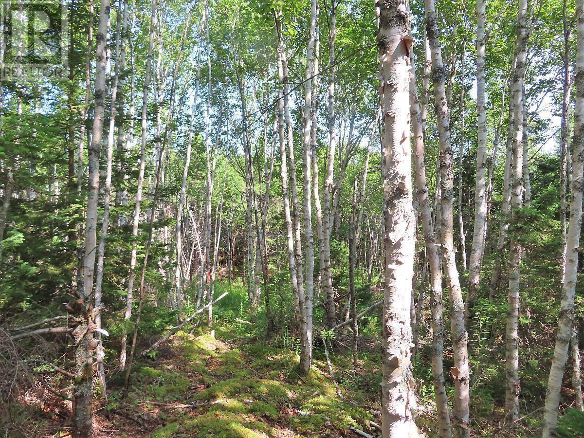 190 Acres Middle Road, Pondville, Nova Scotia  B0E 1K0 - Photo 34 - 202402690