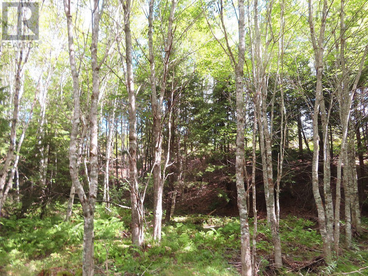 116.5 Acres 348 Highway, West River Road, Smithfield, Nova Scotia  B0H 1E0 - Photo 23 - 202403305