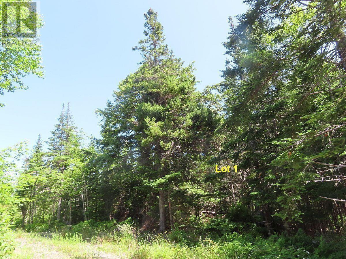 4.8 Acres Washabuck Road, Upper Washabuck, Nova Scotia  B2C 1L7 - Photo 23 - 202403540