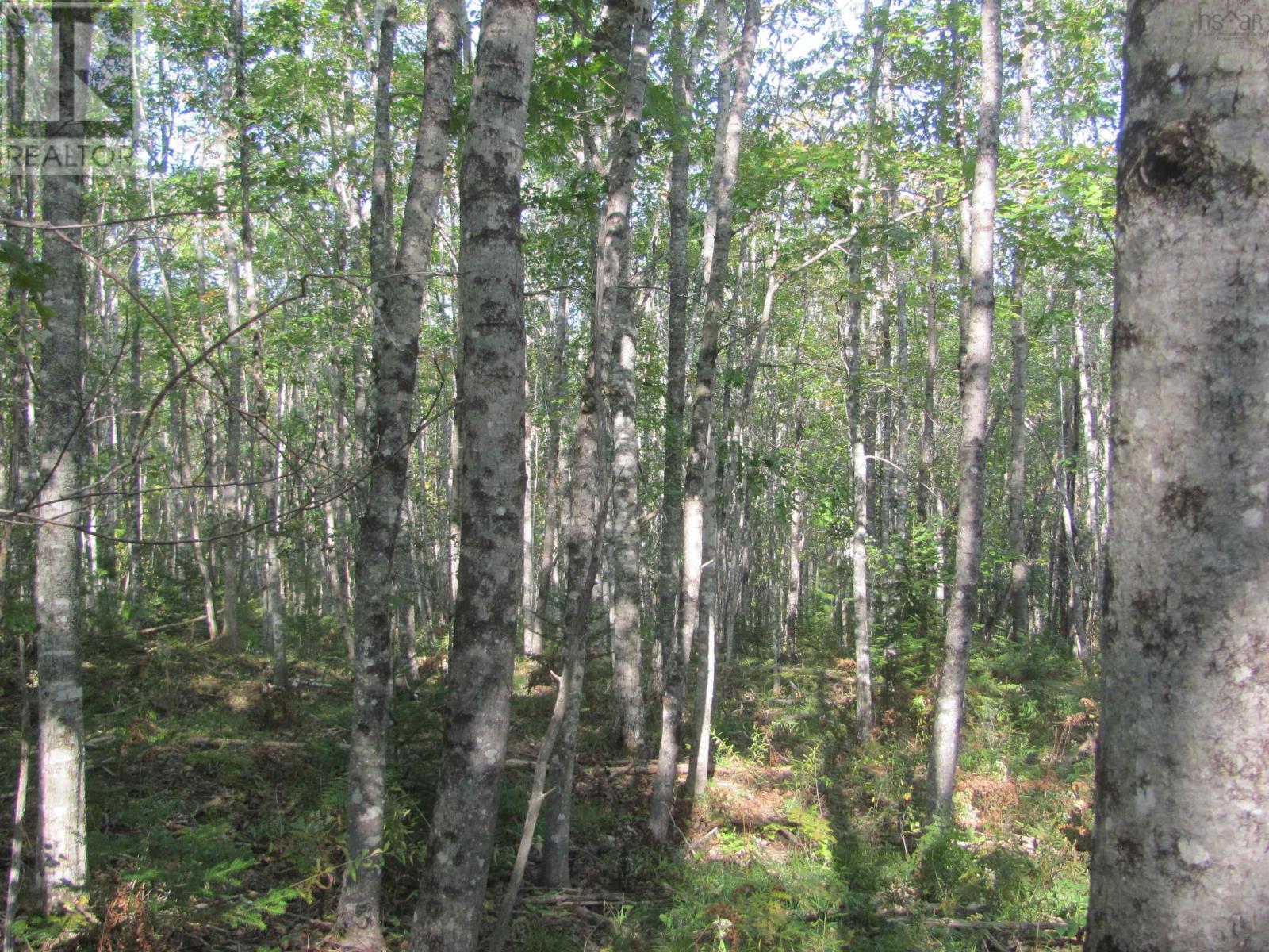 Lot Fuller Road, Bishopville, Nova Scotia  B0N 1L0 - Photo 23 - 202404398