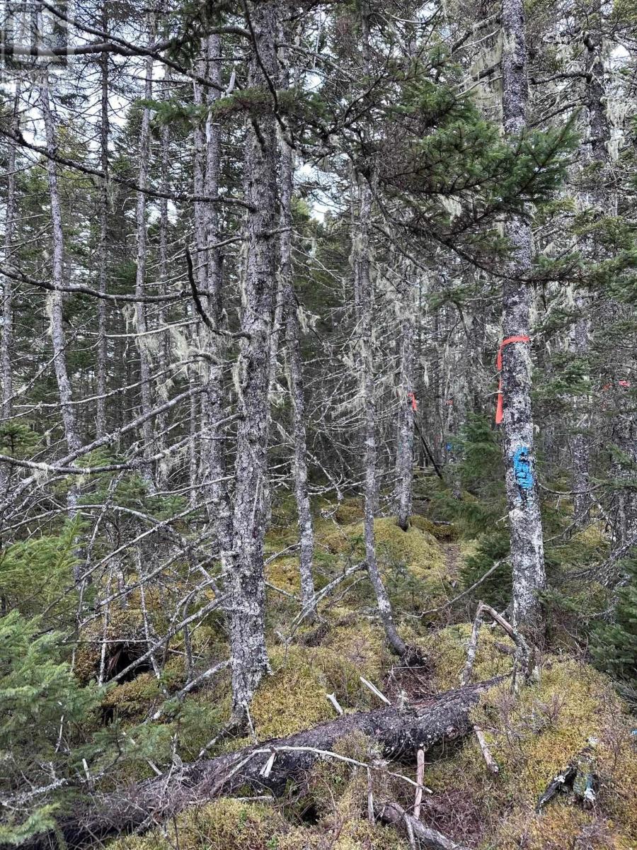 Lot Big Tancook Island Road, Big Tancook Island, Nova Scotia  B0J 3G0 - Photo 26 - 202405043