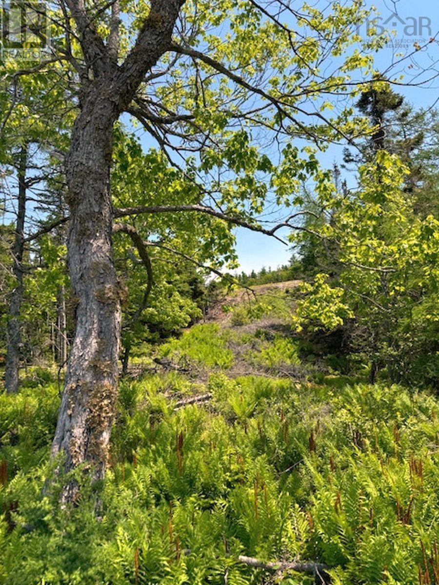 Lot 4 Grandique Road, Arichat, Nova Scotia  B0E 1K0 - Photo 31 - 202409283