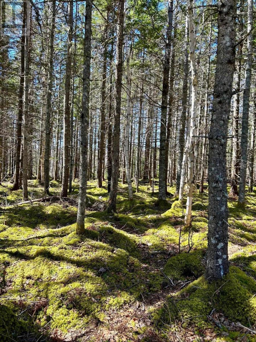 Lot 1b Marble Mountain Road, Malagawatch, Nova Scotia  B0E 2Y0 - Photo 5 - 202410085