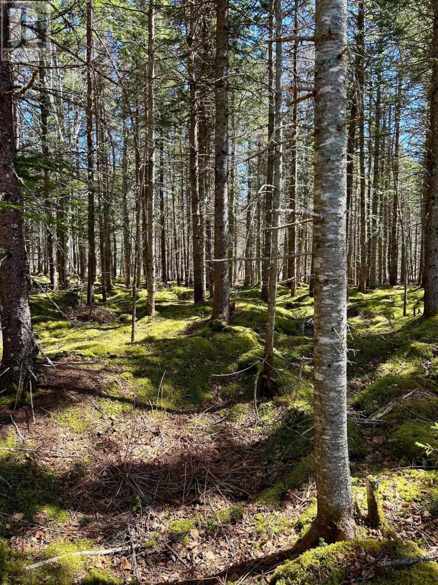 Lot 1c Marble Mountain Road, Malagawatch, Nova Scotia  B0E 2Y0 - Photo 6 - 202410086