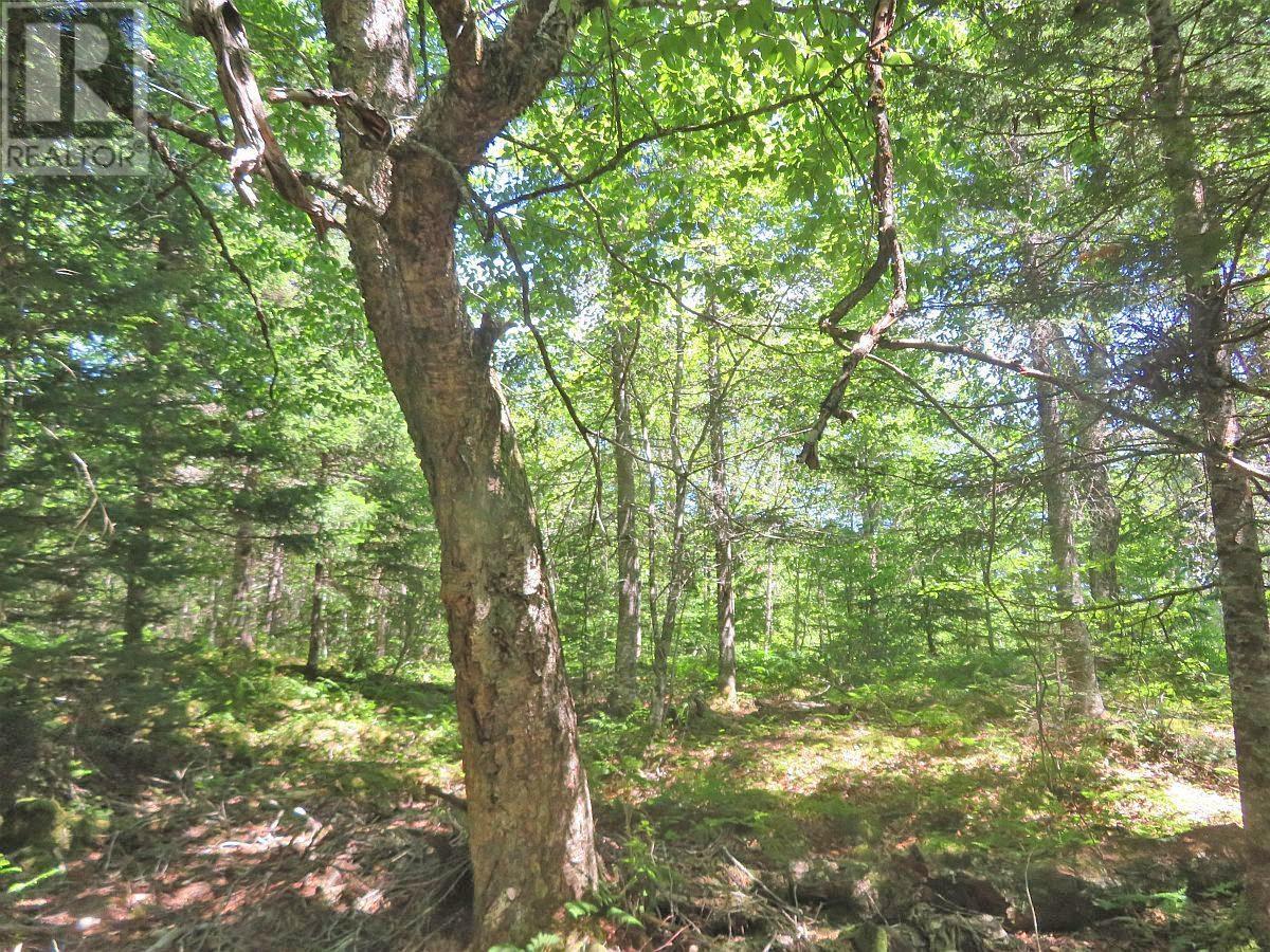 Lot 7 Oceanview Road, French Road, Nova Scotia  B1K 2A1 - Photo 13 - 202410162