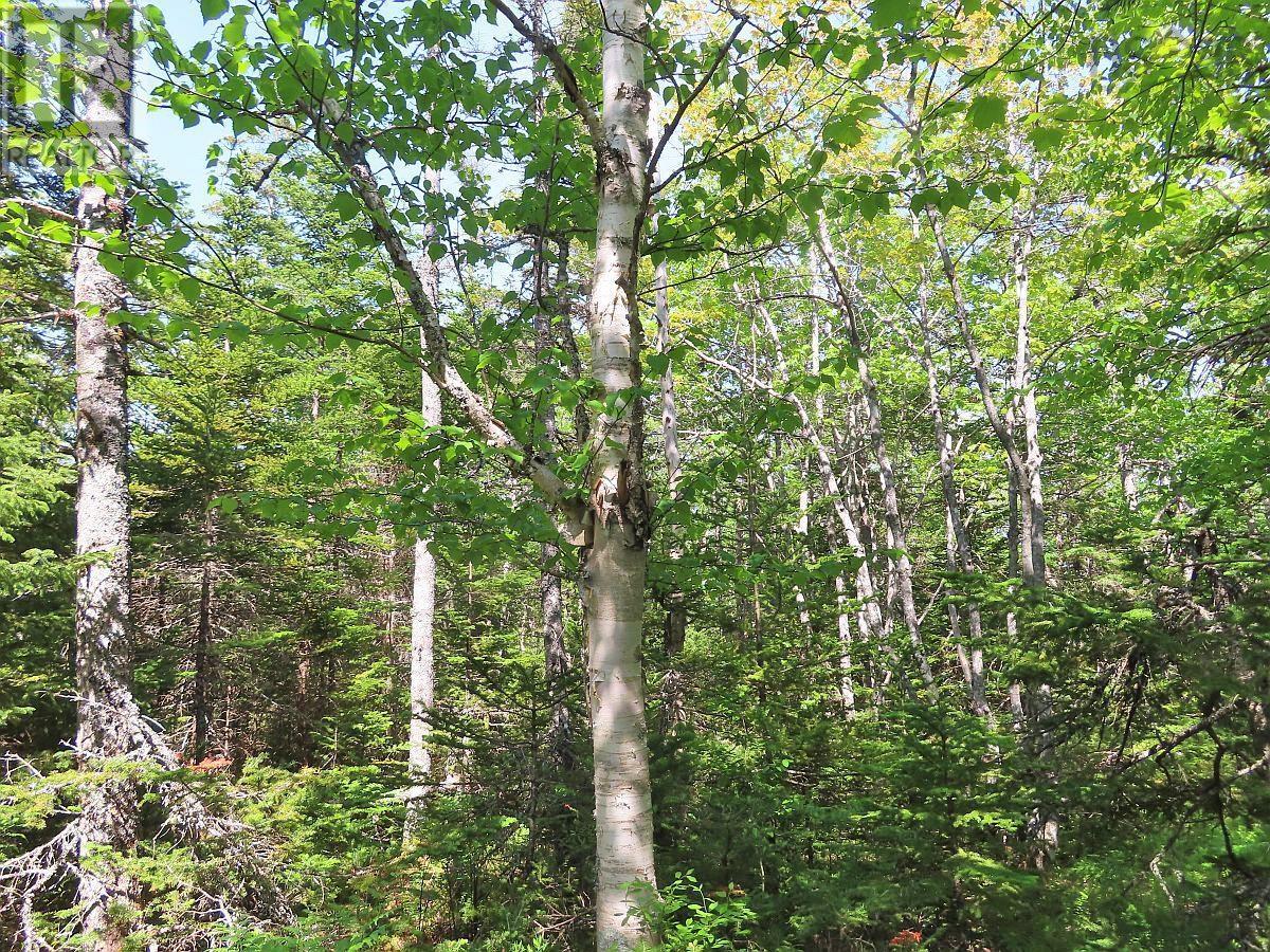 Lot 20 Perry Lane, Lennox Passage, Nova Scotia  B0E 1K0 - Photo 23 - 202410184