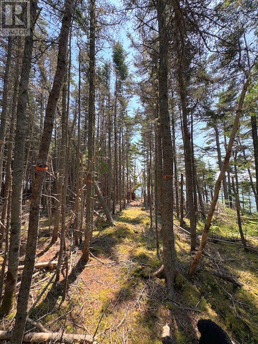 Lot7 Janvrin Harbour Road, St. Marys, Nova Scotia  B0E 3J0 - Photo 17 - 202410945