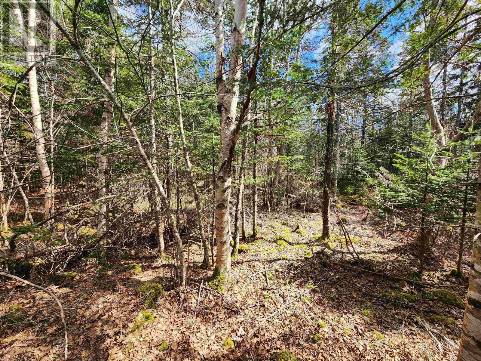 Lot Chestnut Road, Dublin Shore, Nova Scotia  B0R 1C0 - Photo 10 - 202412698