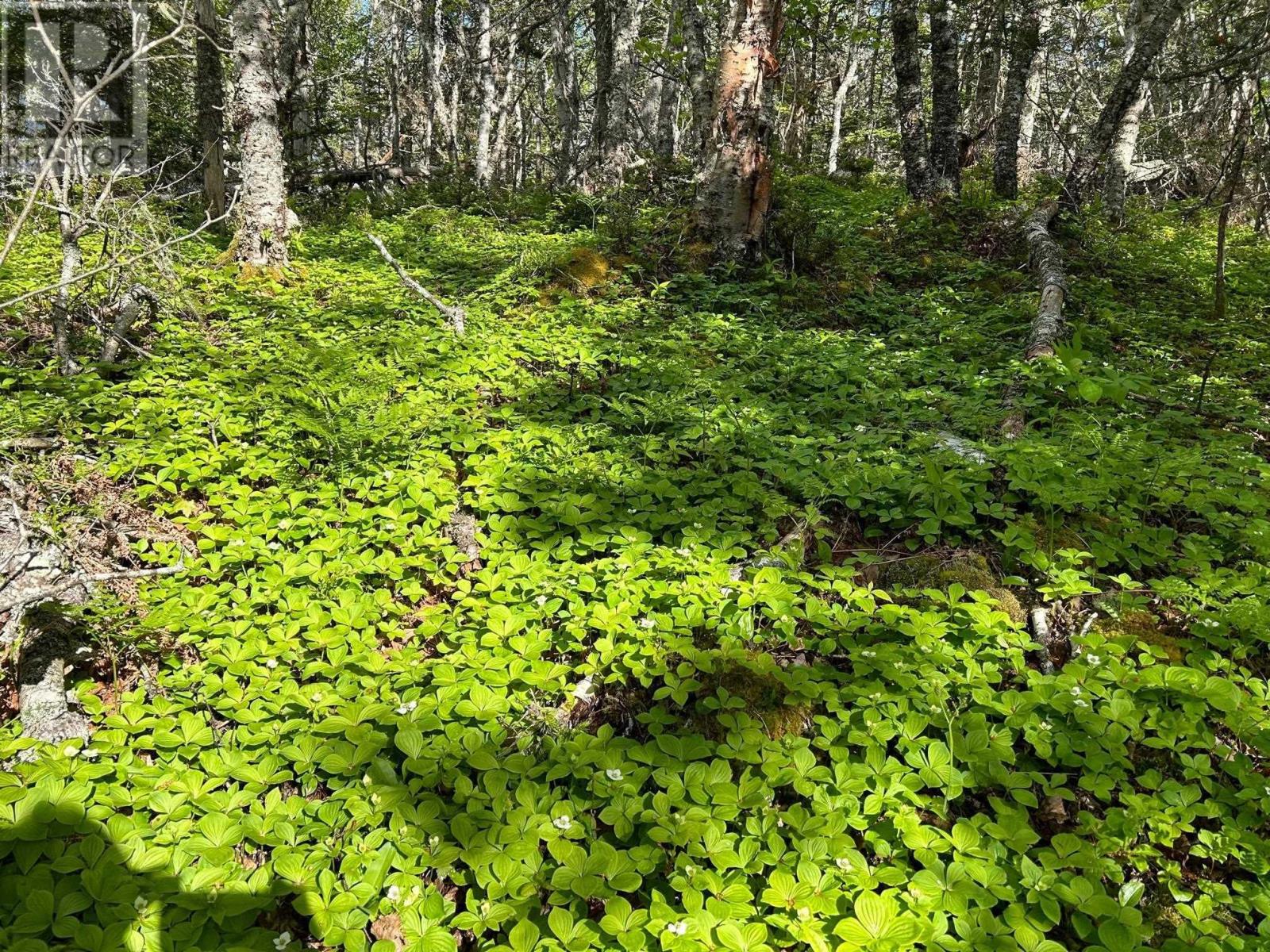 Lots 1a, 2a, 3a Island Watch Run, Coleman's Cove, Nova Scotia  B0J 1T0 - Photo 6 - 202412990