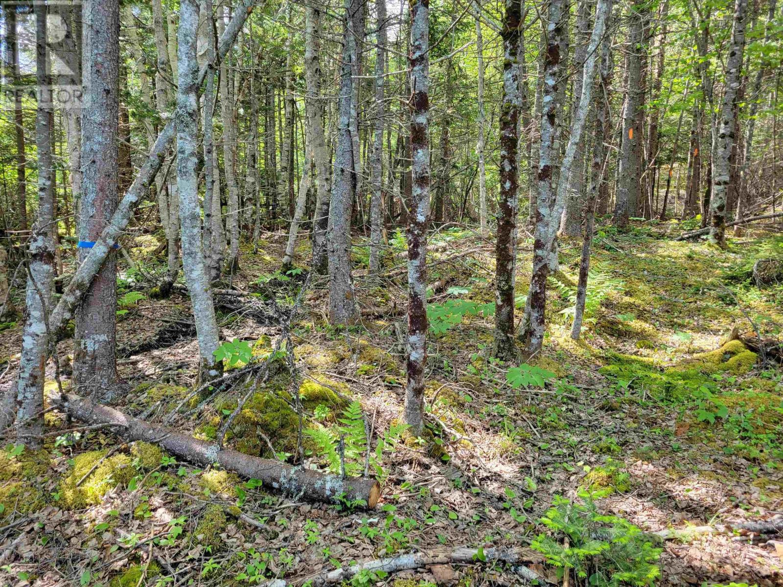 Lot 23-1 Murphy Road, Upper Washabuck, Nova Scotia  B2C 1L7 - Photo 3 - 202413533