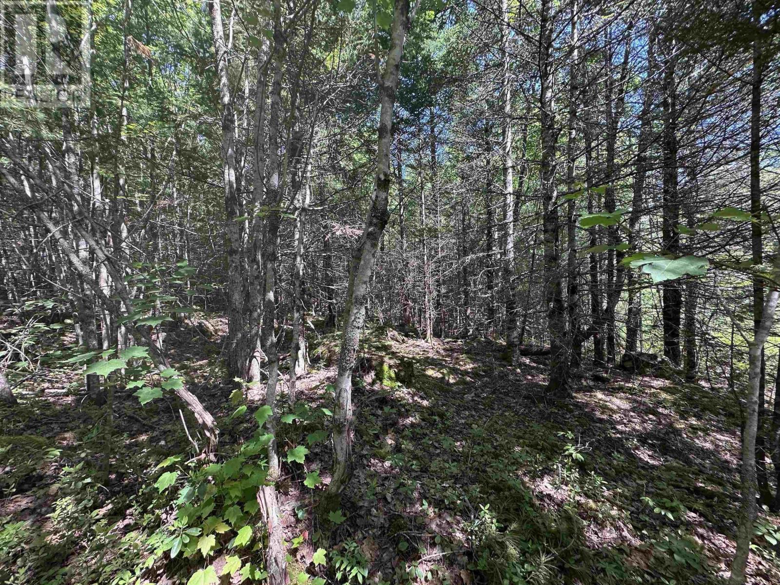 Lot 1 Mint Brook Road, Molega North, Nova Scotia  B0T 1X0 - Photo 5 - 202413736