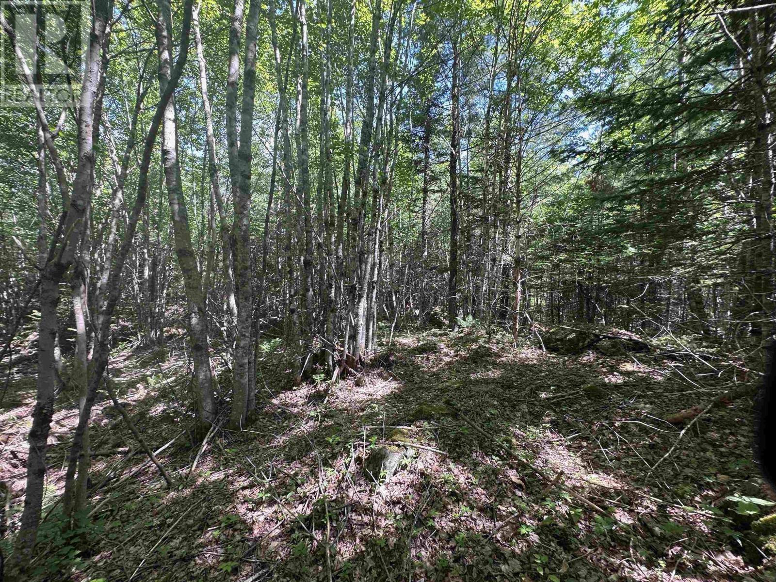 Lot 1 Mint Brook Road, Molega North, Nova Scotia  B0T 1X0 - Photo 8 - 202413736