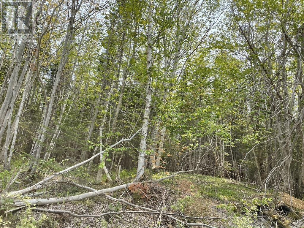 Beverly's Hill Road, Baddeck Inlet, Nova Scotia  B0E 1B0 - Photo 8 - 202414679