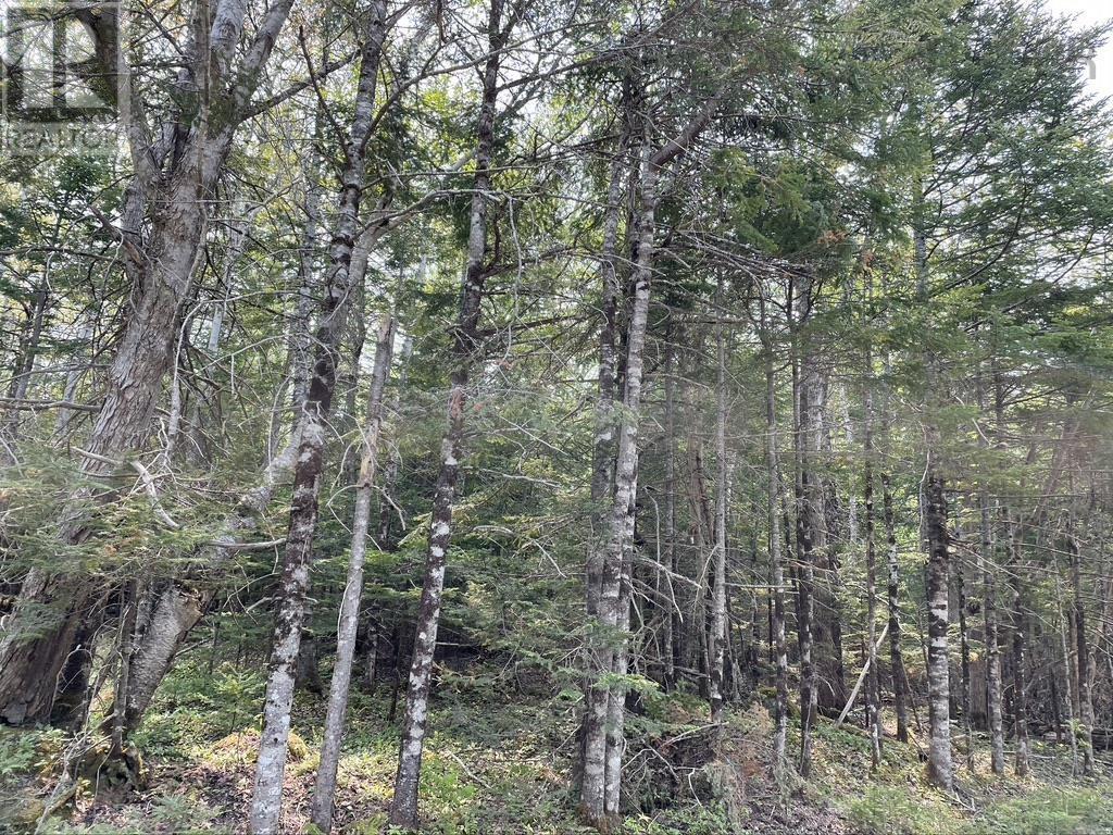 Old County Road, Baddeck Inlet, Nova Scotia  B0E 1B0 - Photo 5 - 202414682