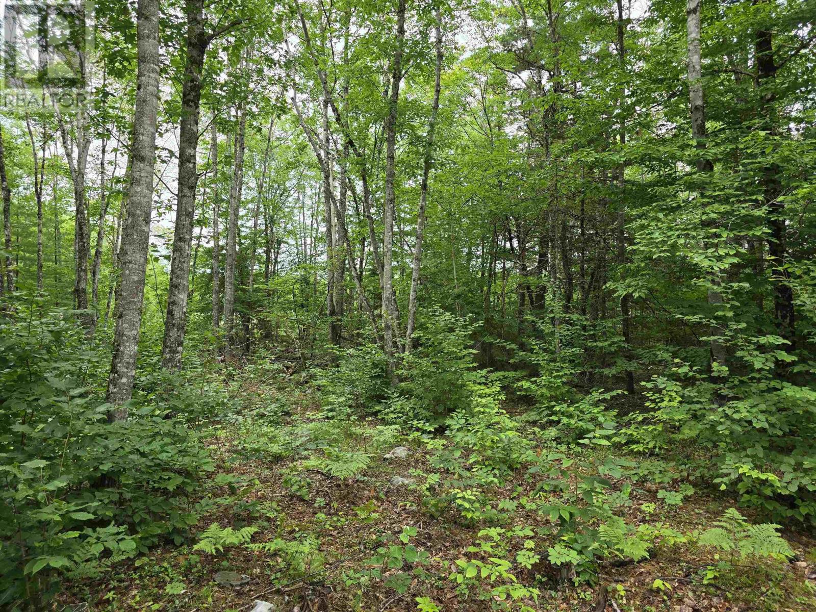 Lot 1 Selig Road, East Clifford, Nova Scotia  B4V 7R9 - Photo 11 - 202414983