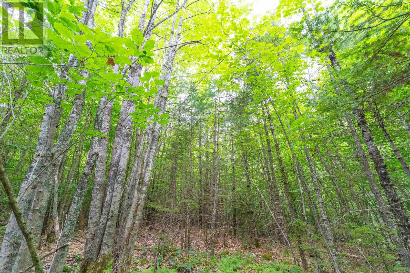 Osborne Road, New Germany, Nova Scotia  B0R 1E0 - Photo 11 - 202417434