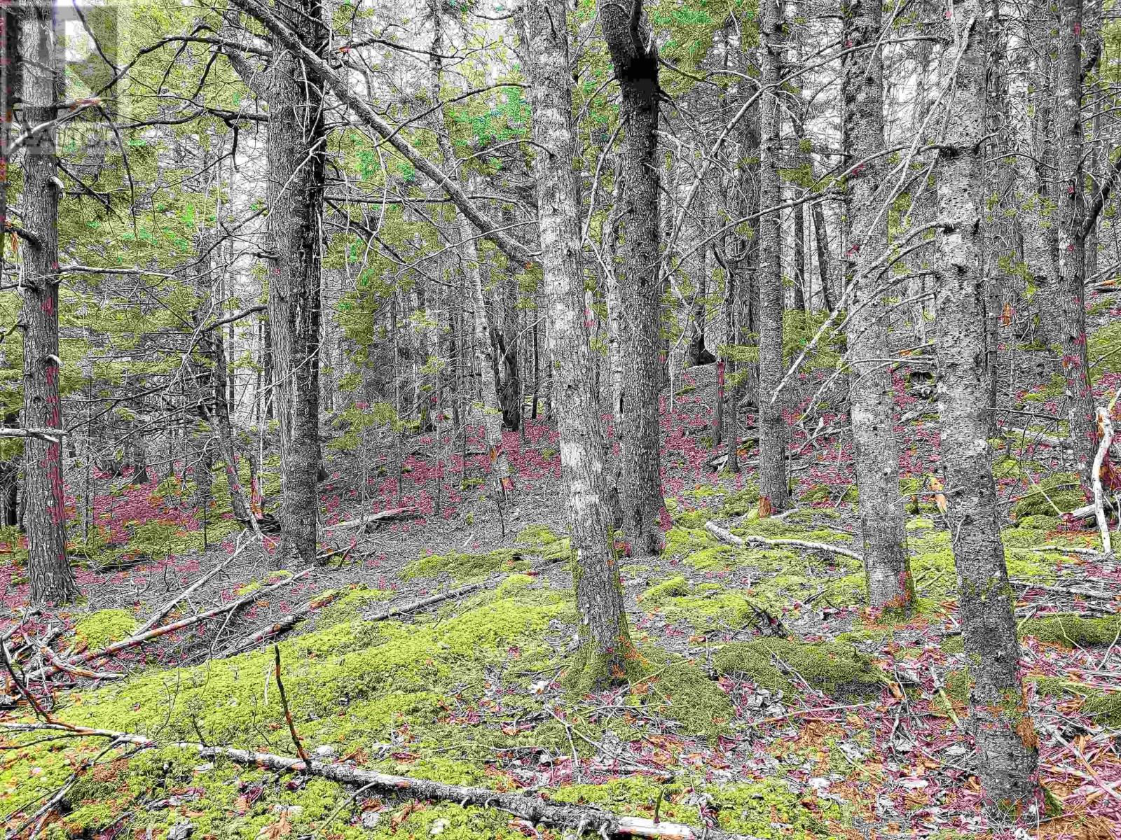 Lot Hirtle Road, Voglers Cove, Nova Scotia  B0J 2H0 - Photo 29 - 202417604