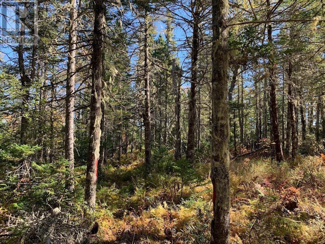 Lot 1 Pleasant River Preserve, Pleasant River, Nova Scotia  B0T 1X0 - Photo 19 - 202418577