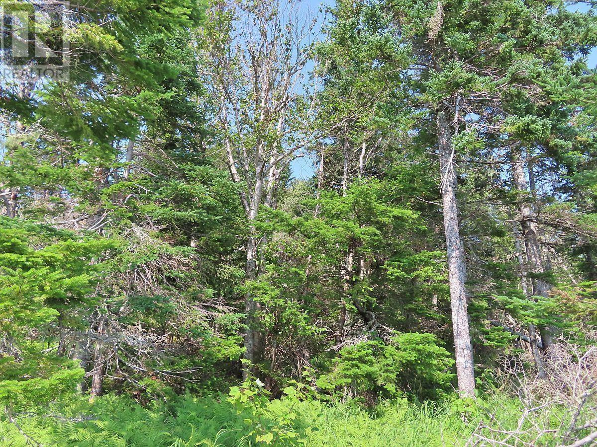 83.9 Acres Grand Mira South Road, Grand Mira South, Nova Scotia  B1K 1H2 - Photo 16 - 202420417