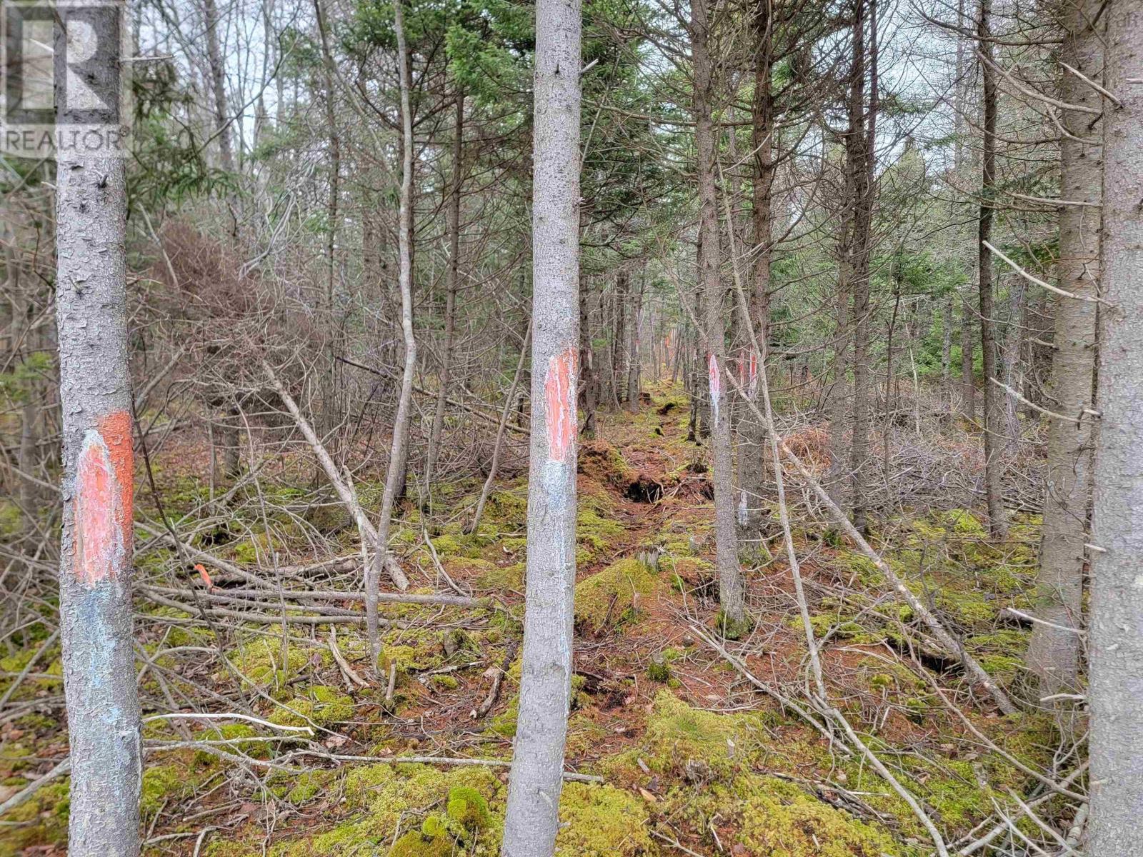 Lot 7 Mountain Road, River Tillard, Nova Scotia  B0E 2X0 - Photo 13 - 202421646