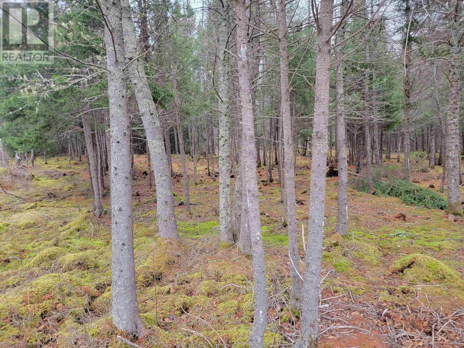 Lot 7 Mountain Road, River Tillard, Nova Scotia  B0E 2X0 - Photo 4 - 202421646