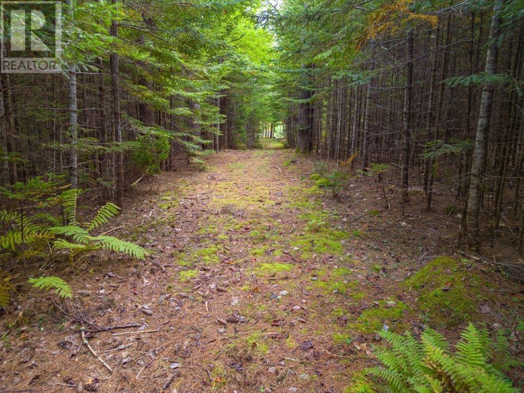 12 Falls Lane, Shelburne, Nova Scotia  B0T 1W0 - Photo 32 - 202421710