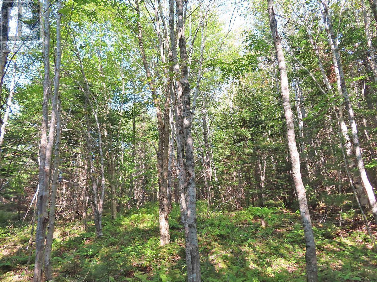 Lot 5 Basin Road, Evanston, Nova Scotia  B0E 1J0 - Photo 19 - 202422890