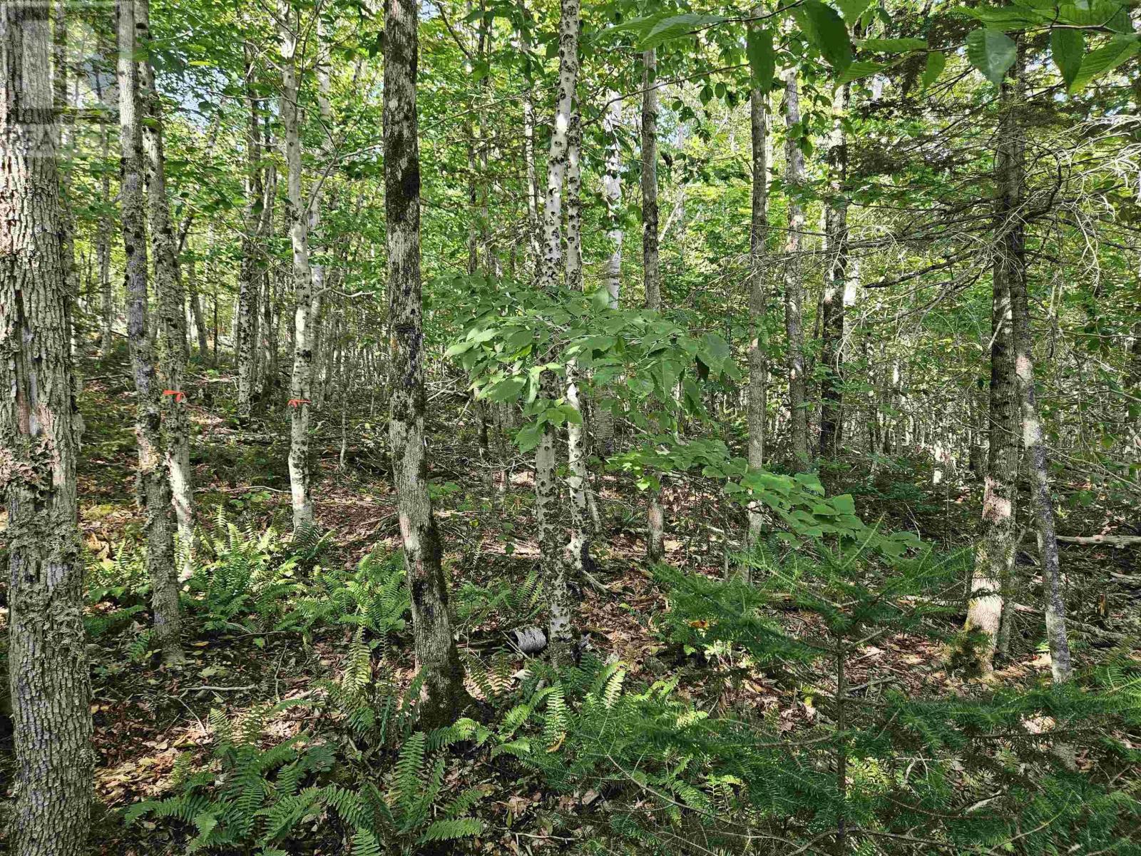 Lot 9-4 Kill Dog Cove Road, Parkdale, Nova Scotia  B0R 1A0 - Photo 15 - 202423784