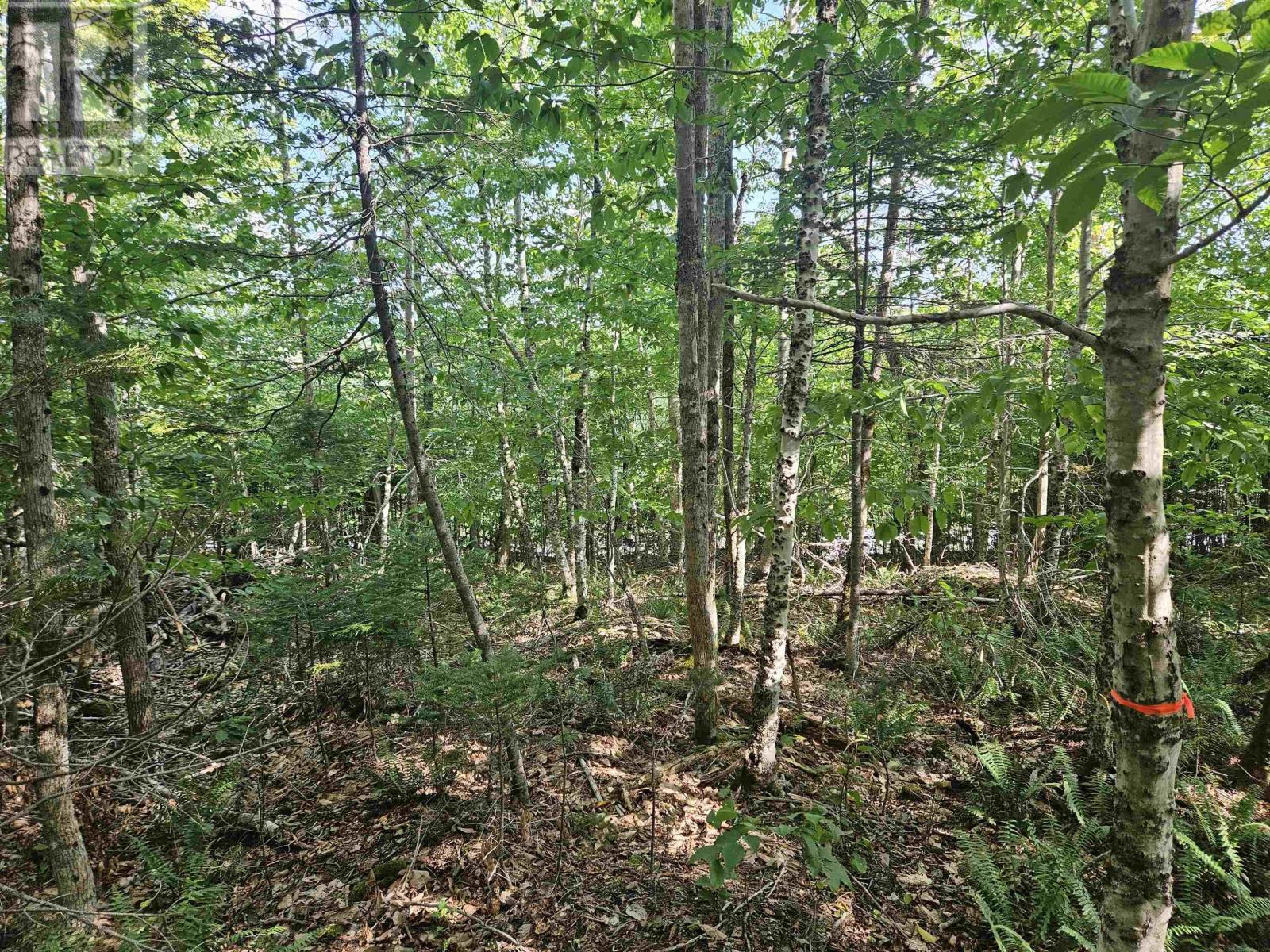 Lot 9-4 Kill Dog Cove Road, Parkdale, Nova Scotia  B0R 1A0 - Photo 17 - 202423784