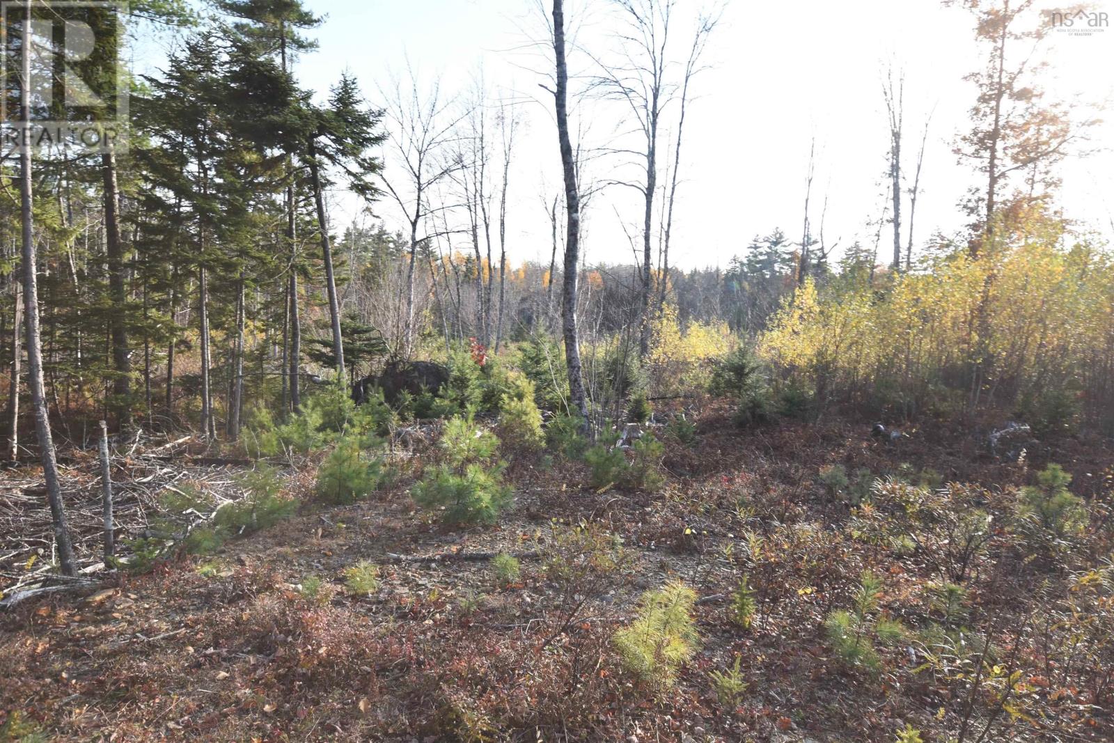 Lot Upper Branch Road, Midville Branch, Nova Scotia  B4V 4S9 - Photo 10 - 202425320