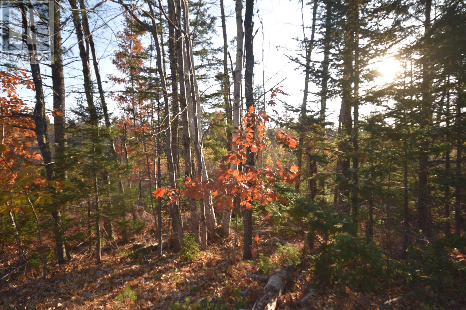 Lot Upper Branch Road, Midville Branch, Nova Scotia  B4V 4S9 - Photo 15 - 202425320