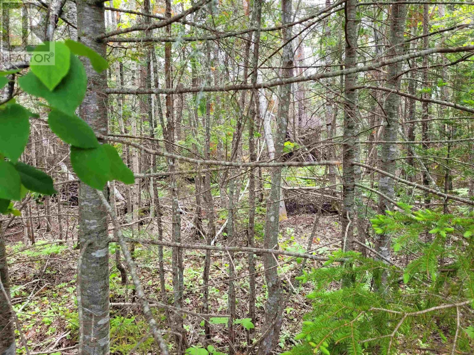 Lot Tattrie Settlement Road, French River, Nova Scotia  B0K 1V0 - Photo 3 - 202425925