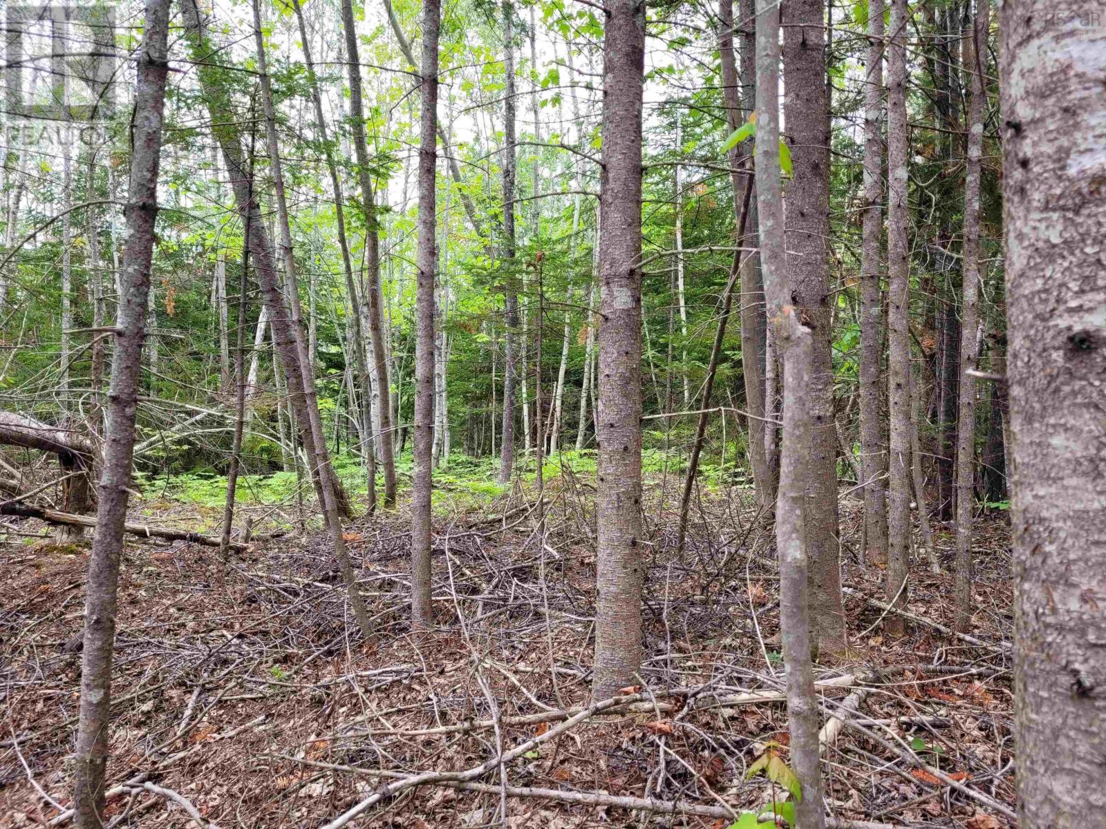 Lot Tattrie Settlement Road, French River, Nova Scotia  B0K 1V0 - Photo 4 - 202425925