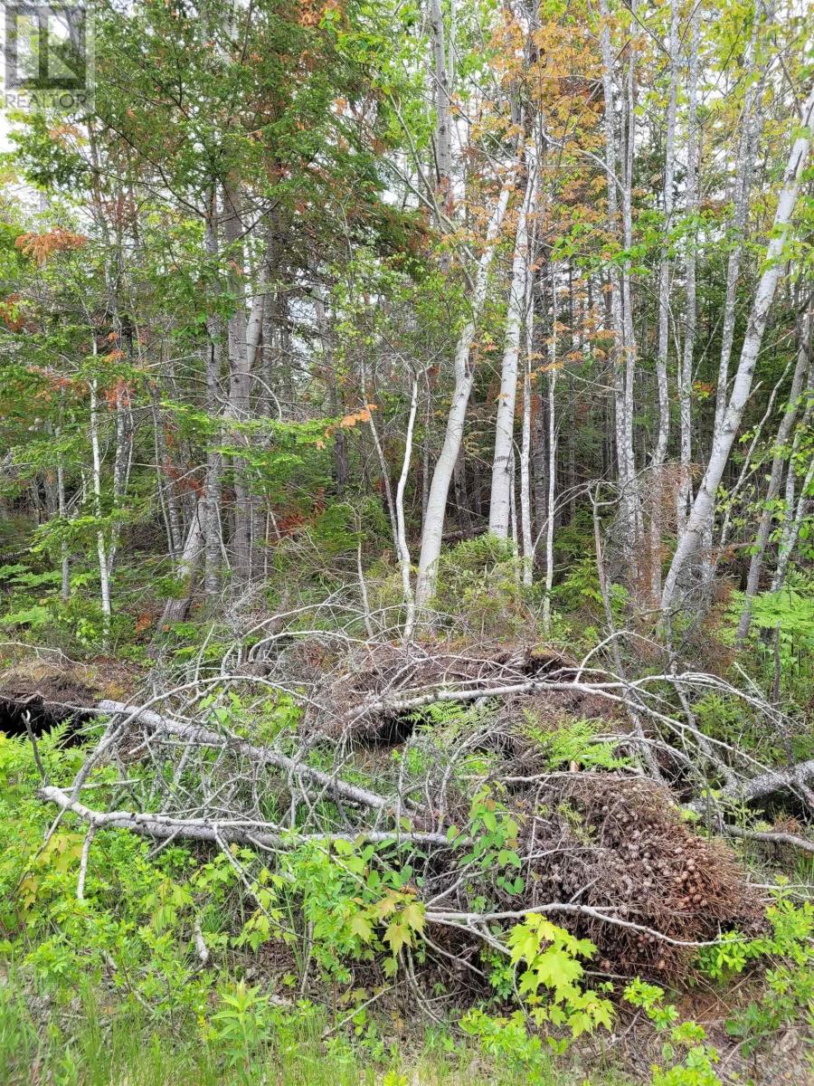 Lot Tattrie Settlement Road, French River, Nova Scotia  B0K 1V0 - Photo 5 - 202425925