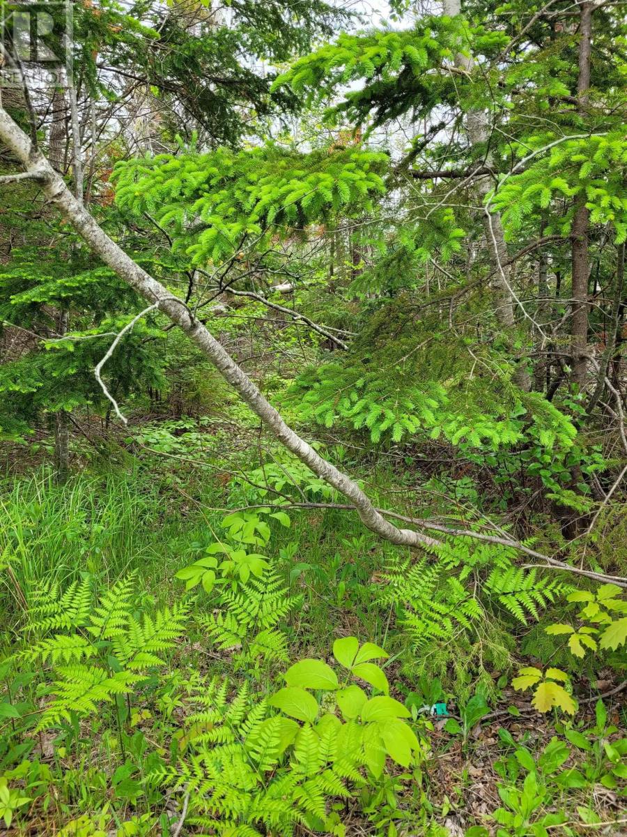 Lot Tattrie Settlement Road, French River, Nova Scotia  B0K 1V0 - Photo 6 - 202425925