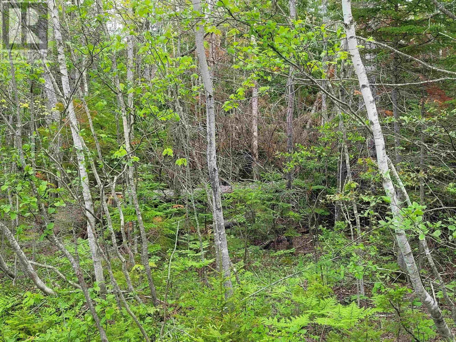 Lot Tattrie Settlement Road, French River, Nova Scotia  B0K 1V0 - Photo 8 - 202425925