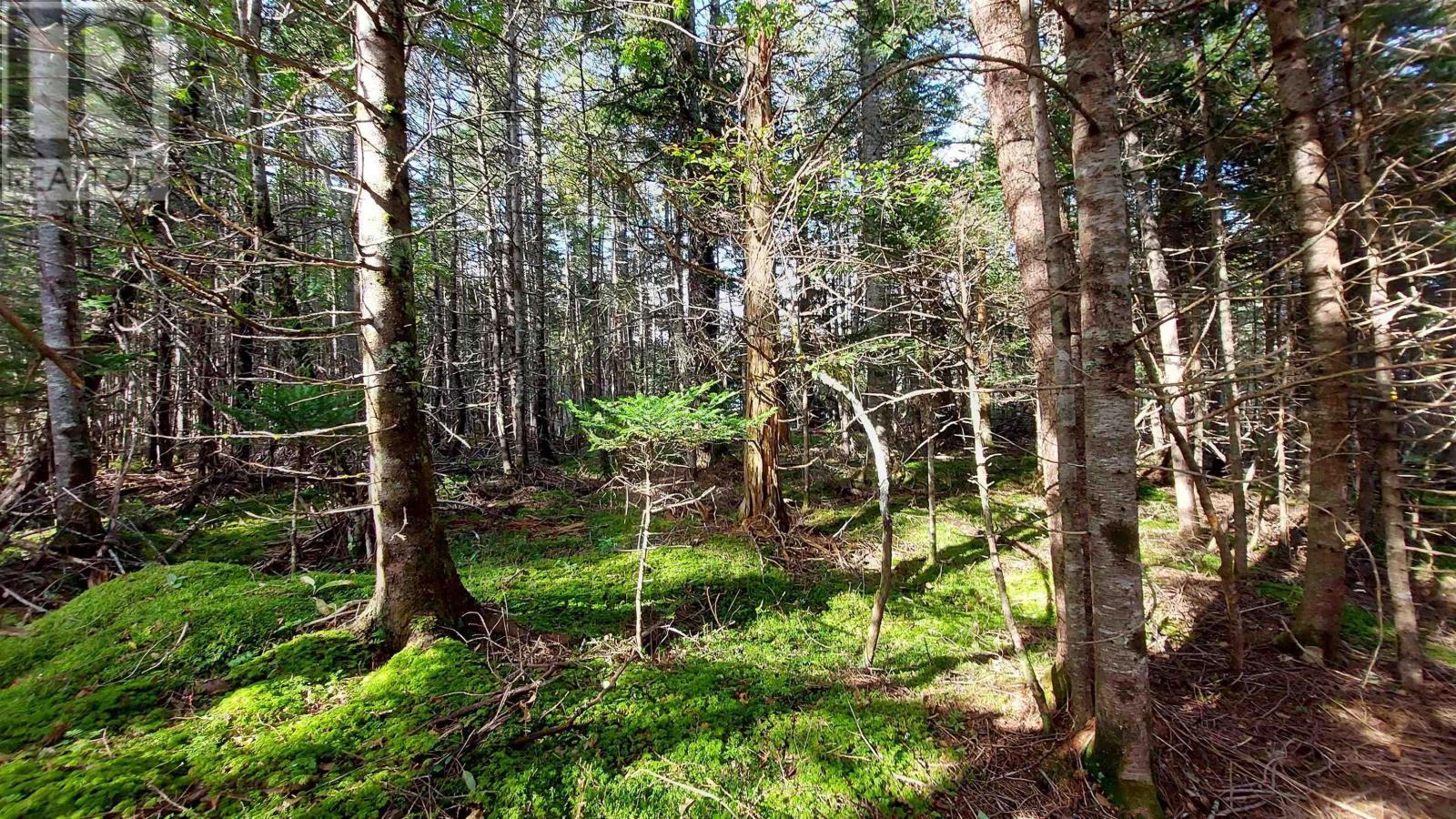 Lot 7 Lower River Rd, Cleveland, Nova Scotia  B0E 1J0 - Photo 15 - 202426076