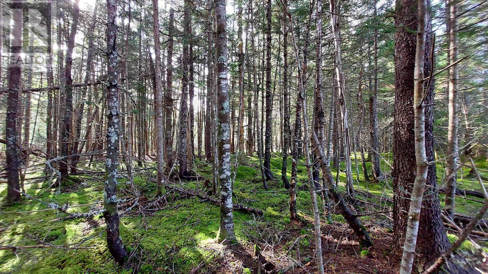 Lot 7 Lower River Rd, Cleveland, Nova Scotia  B0E 1J0 - Photo 16 - 202426076