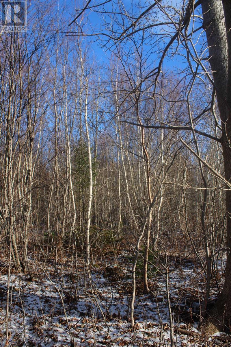 Lot Parker Mountain Road, Parkers Cove, Nova Scotia  B0S 1A0 - Photo 5 - 202428371