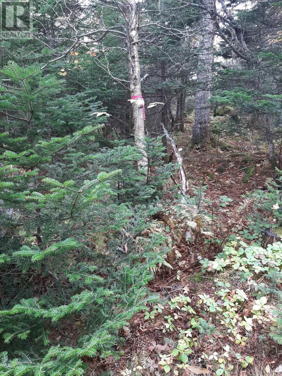 Tower Road, Chéticamp, Nova Scotia  B0E 1H0 - Photo 10 - 202428569