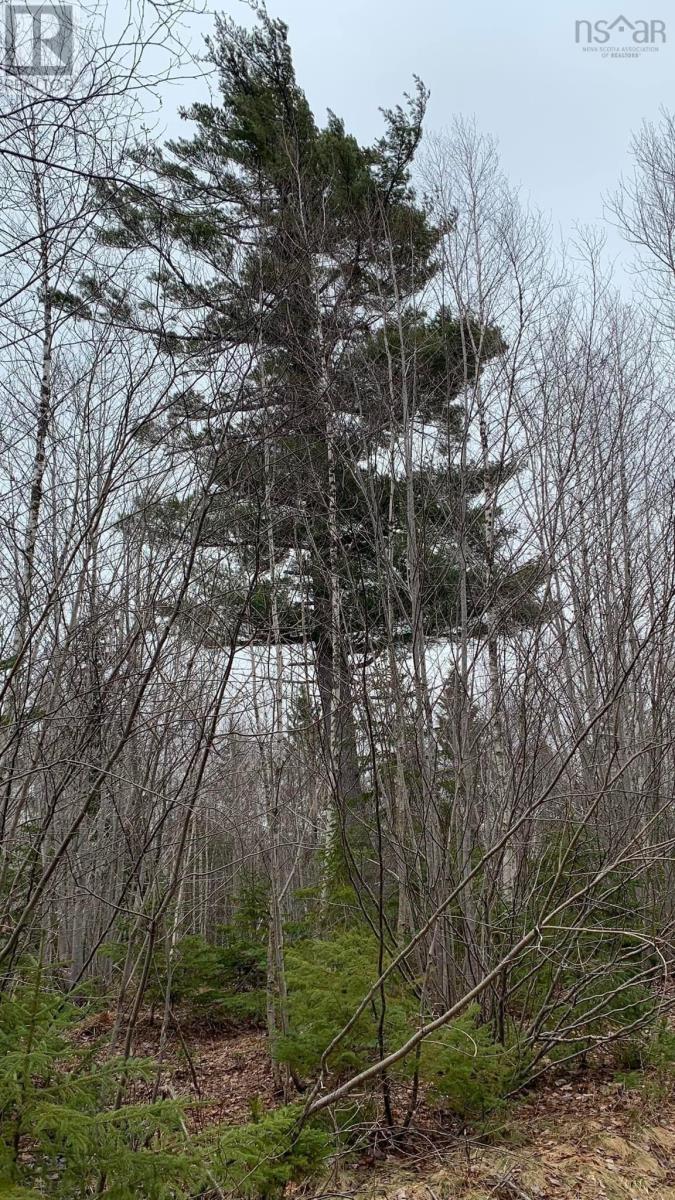 Lot 24-2 Little Harbour Road, Frasers Mountain, Nova Scotia  B2H 3T5 - Photo 12 - 202500342