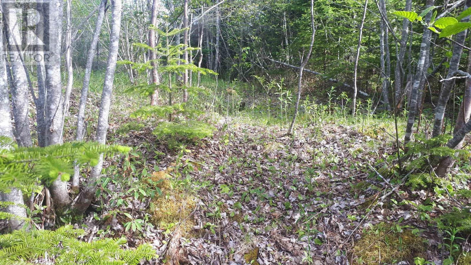 Lot 15 Walkerville Rd.,, Walkerville, Nova Scotia  B0E 1J0 - Photo 11 - 202500665